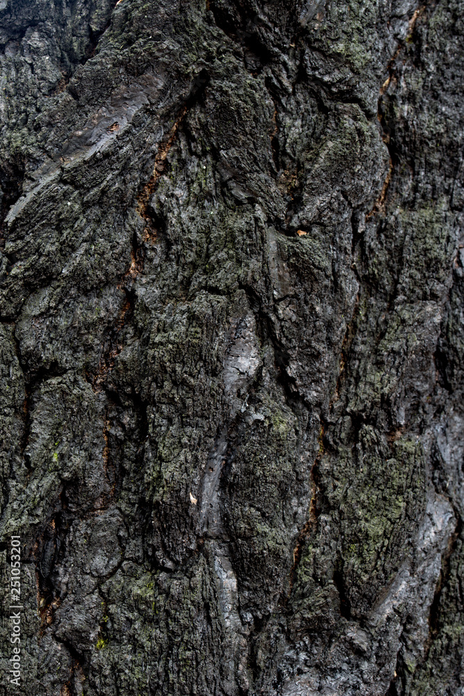 burnt tree bark burnt tree bark