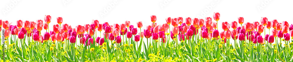 Field of pink tulips and green grass isolated on a white background. Spring sunlight landscape. Panorama. Tulipa