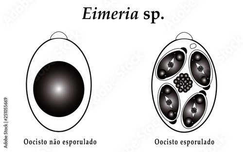 Eimeria