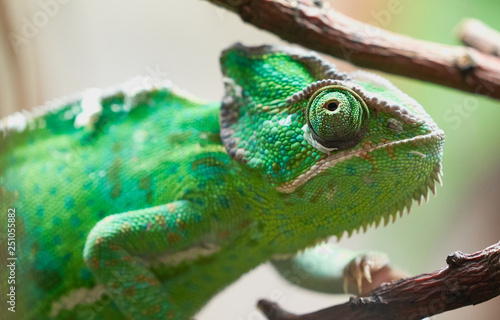 Green chameleon detail