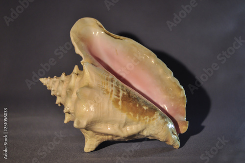 Photo of a large sea shell. Object shooting