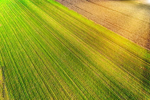 Aerial view of fresh wheat field in the spring at sunset