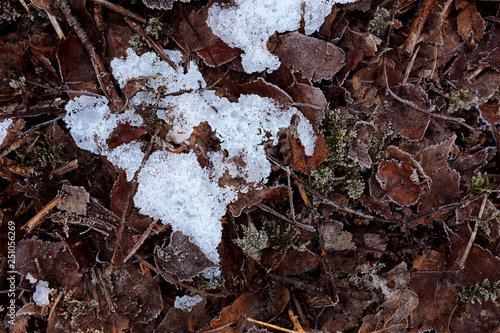Patch of crystalline frosty ice among frost-bitten dead leaves