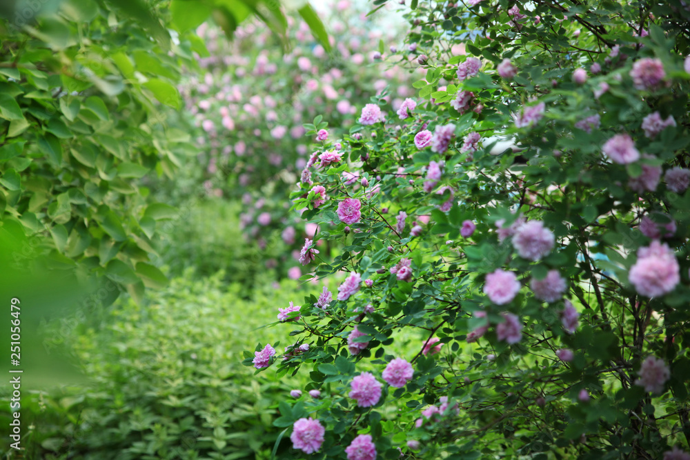 Large wild rose bushes with flowers of pink color