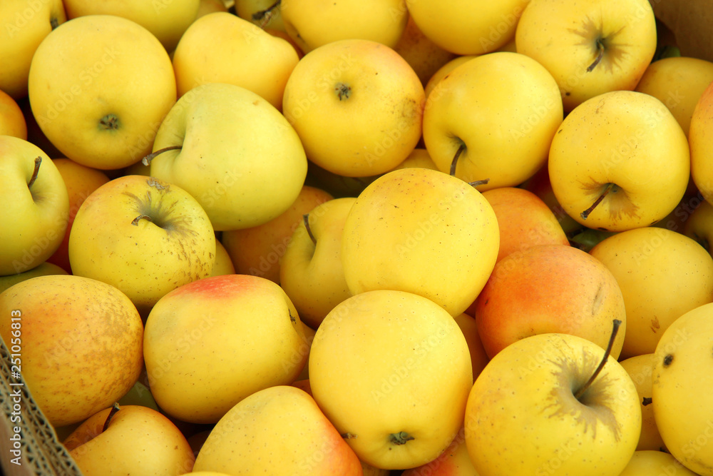 harvest apples. Many fresh yellow apples