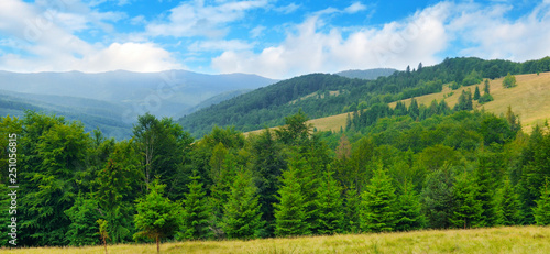 Slopes of mountains, coniferous trees and clouds in the sky. Wide photo.
