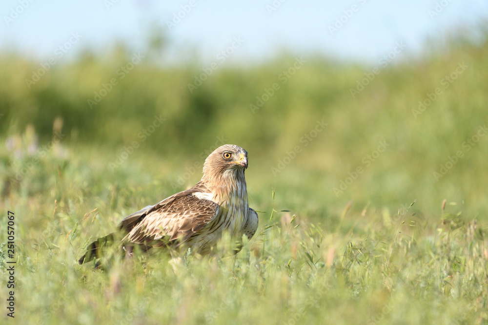 Booted Eagle (Hieraaetus pennatus) Booted Eagle (Hieraaetus pennatus)