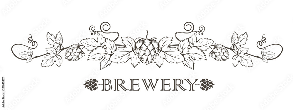 illustration of hops branch with leaves for brewing illustration of hops branch with leaves for brewing