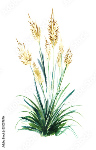 The flowering stems of the reeds of the reed grow out of lush greenery. Hand drawn watercolor illustration.