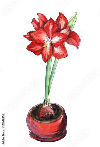 A lush inflorescence of red hyperastatum or amaryllis on a powerful green stem growing from a red flowerpot. Hand drawn watercolor illustration.