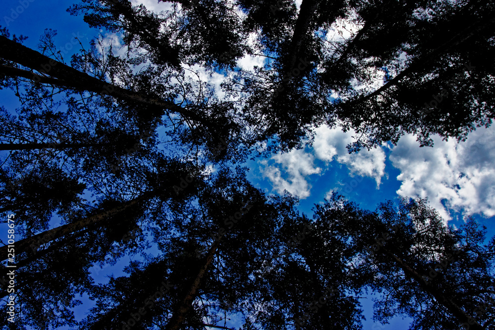 View of the pines from the bottom to the top View of the pines from the bottom to the top