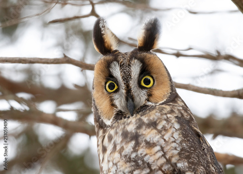Long-eared owl (Asio otus) perched on a branch under a cedar tree in winter in Canada