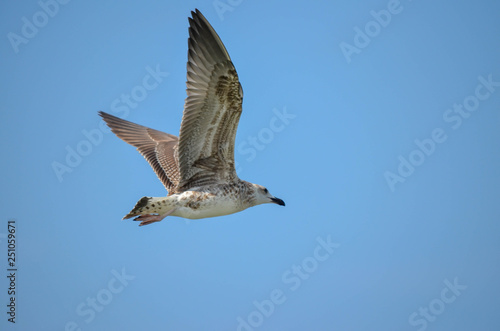 seagull in flight © Andrey