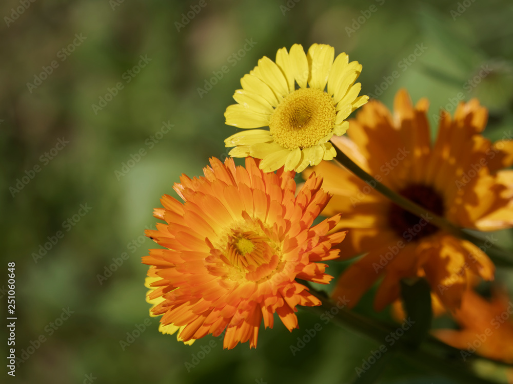 Calendula officinalis - Le souci officinal, une fleur de printemps aux capitules de couleur jaune orangé cultivé pour usage culinaire, ornemental et de décoction Calendula officinalis - Le souci officinal, une fleur de printemps aux capitules de couleur jaune orangé cultivé pour usage culinaire, ornemental et de décoction