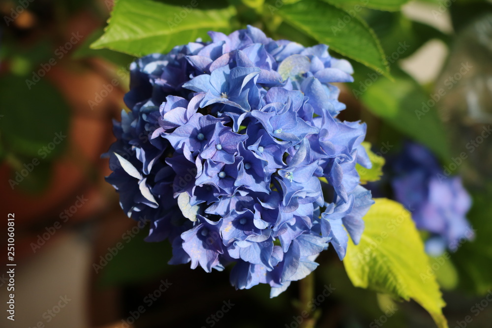 Blue Garden Hydrangea at Lago Maggiore, Italy
