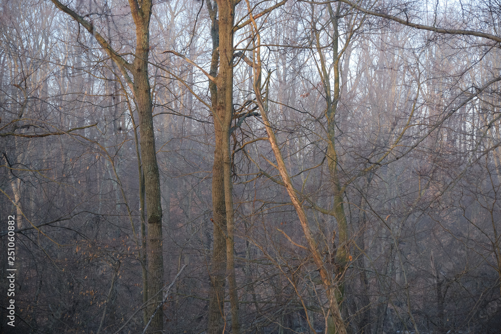 Foggy forest and bare trees in a deep forest Foggy forest and bare trees in a deep forest