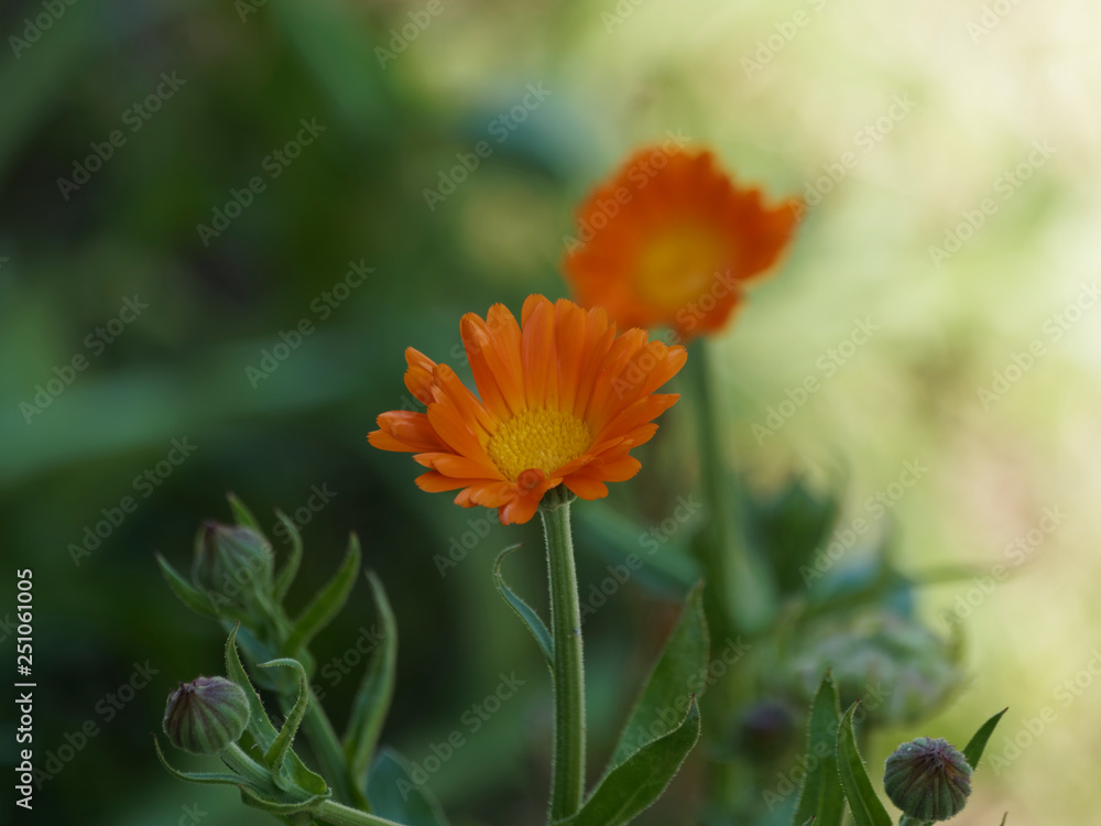 Calendula officinalis - Le souci officinal, une fleur de printemps aux capitules de couleur jaune orangé cultivé pour usage culinaire, ornemental et de décoction Calendula officinalis - Le souci officinal, une fleur de printemps aux capitules de couleur jaune orangé cultivé pour usage culinaire, ornemental et de décoction