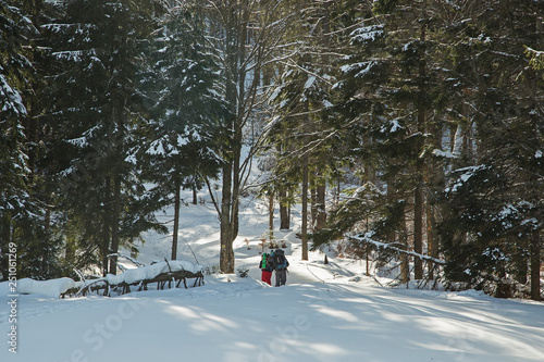 Hikers go up on snow slope in snow-covered pine forest in winter. Tourists trekking in winter forest. tourists with a backpacks in the snowy forest in winter time. Travel concept. 