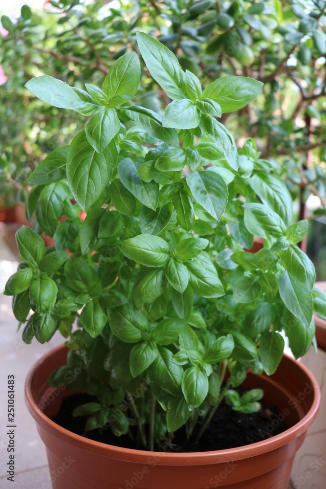 Basil on the balcony Basil on the balcony
