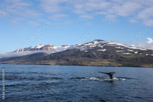Great Humpback Whale fluke in Dalvik, Iceland