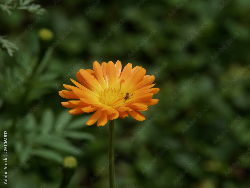 Calendula officinalis - Le souci officinal, une fleur de printemps aux capitules de couleur jaune orangé cultivé pour usage culinaire, ornemental et de décoction Calendula officinalis - Le souci officinal, une fleur de printemps aux capitules de couleur jaune orangé cultivé pour usage culinaire, ornemental et de décoction