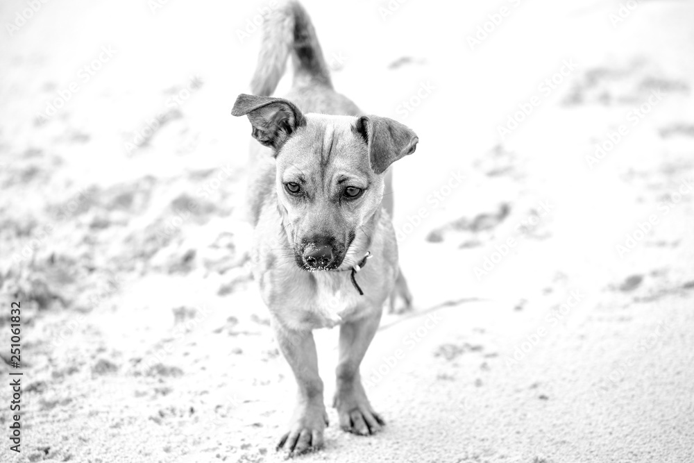 Cute brown puppy on a beach - pet dog photography in natural environment