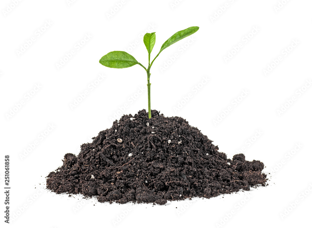 Green sprout growing out from soil isolated on a white background. Citrus plant. Green sprout growing out from soil isolated on a white background. Citrus plant.