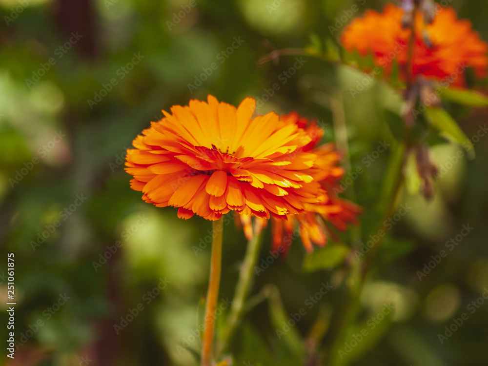 Calendula officinalis - Le souci officinal, une fleur de printemps aux capitules de couleur jaune orangé cultivé pour usage culinaire, ornemental et de décoction Calendula officinalis - Le souci officinal, une fleur de printemps aux capitules de couleur jaune orangé cultivé pour usage culinaire, ornemental et de décoction