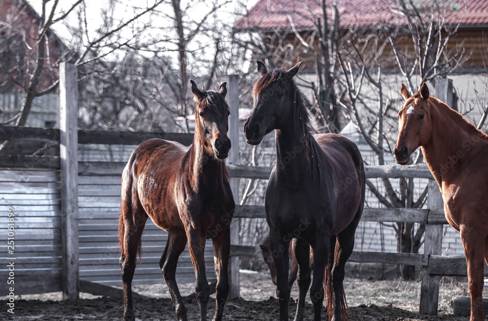 Horses are walking in the spring sun in the pen Horses are walking in the spring sun in the pen