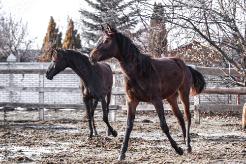 Beautiful young bay horse walks in the spring sun