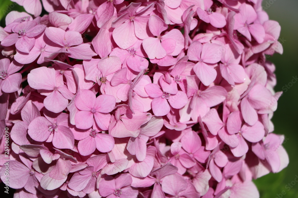 Obraz premium Close up of Garden Hydrangea at Lago Maggiore, Italy