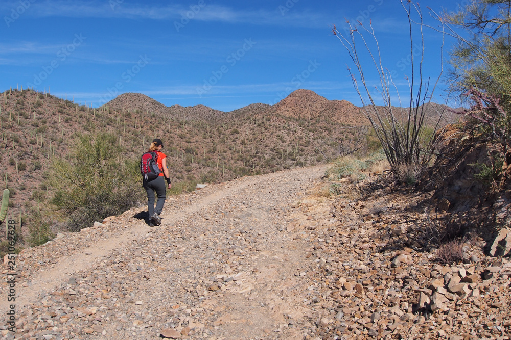 Woman hiking the King Canyon Trail in the Tucson Mountains area of Saguaro National Park, Arizona.