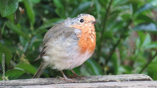 Petirrojo rojo 