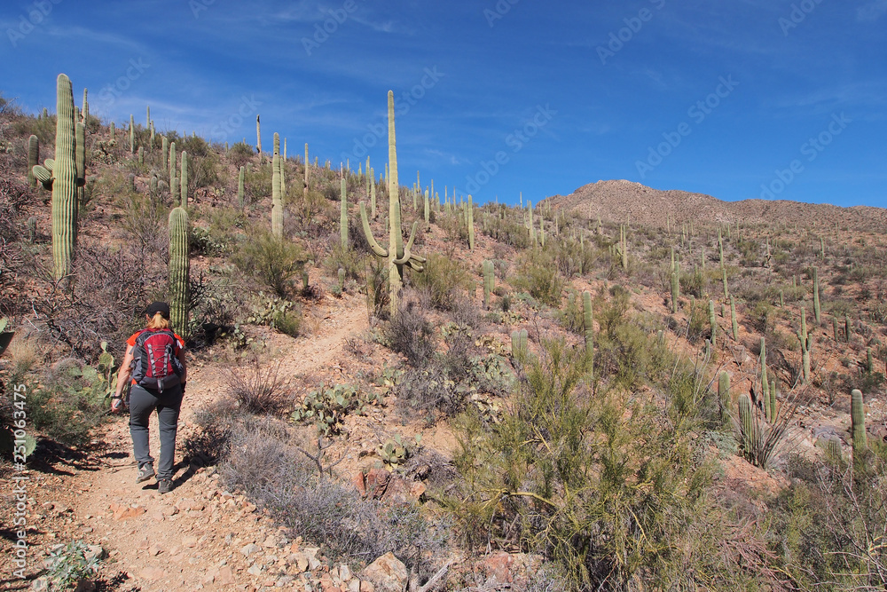 Woman hiking amidst the saguaros on the King Canyon Trail in the Tucson Mountains area of Saguaro National Park, Arizona.