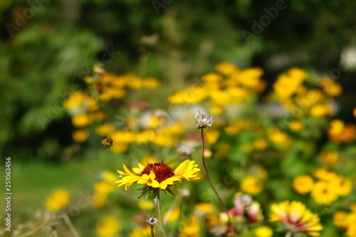 The yellow flower bee and decayed dandelion