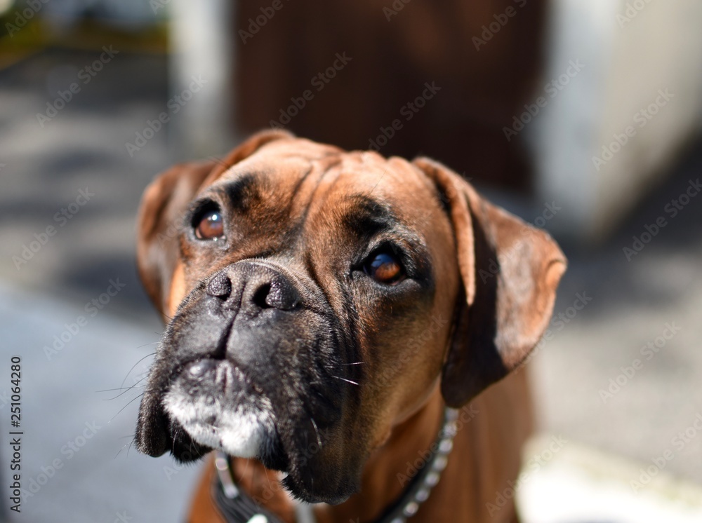 portrait of a dog portrait of a dog