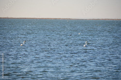 Swans at the sea.