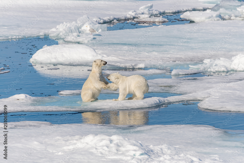 Two young wild polar bear cubs playing on pack ice in Arctic sea, north of Svalbard Two young wild polar bear cubs playing on pack ice in Arctic sea, north of Svalbard