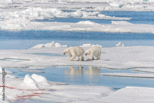 Two wild polar bears going on the pack ice north of Spitsbergen Island  Svalbard