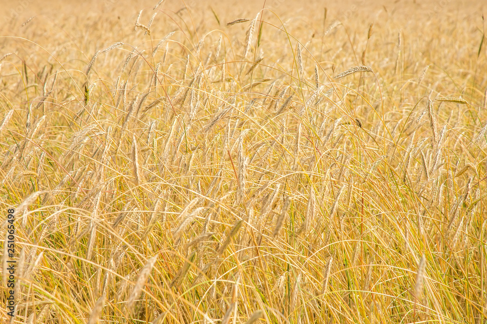 field of wheat ripe wheat ears field of wheat ripe wheat ears