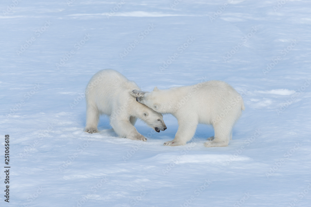 Two young wild polar bear cubs playing on pack ice in Arctic sea, north of Svalbard Two young wild polar bear cubs playing on pack ice in Arctic sea, north of Svalbard