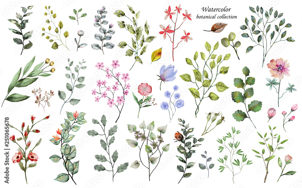 Watercolor Botanical collection. Large set: twigs, herbs, leaves, flowers. Wild and garden plants. Watercolor Botanical collection. Large set: twigs, herbs, leaves, flowers. Wild and garden plants.