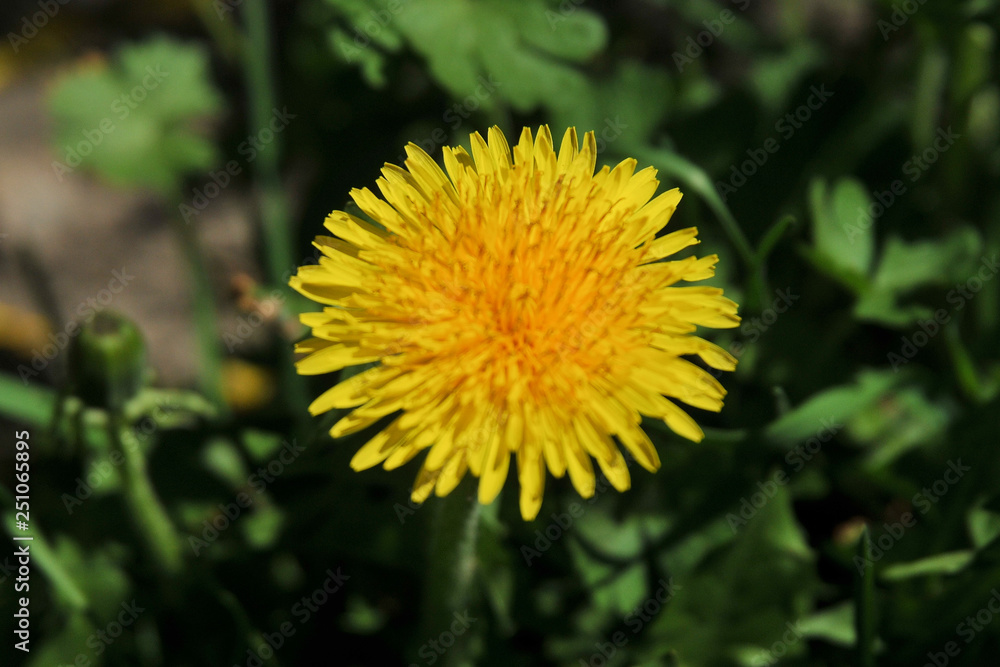 dandelion in grass dandelion in grass