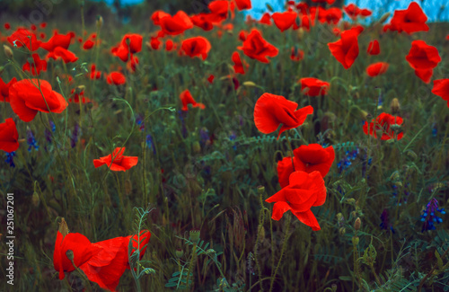 wild  pink flowers poppies in the field at sunset