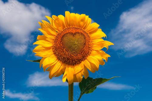 Fototapeta Naklejka Na Ścianę i Meble -  sunflower summer flower with heart close-up.