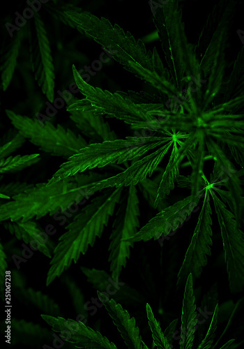 Fototapeta Naklejka Na Ścianę i Meble -   marijuana  background. bush cannabis.