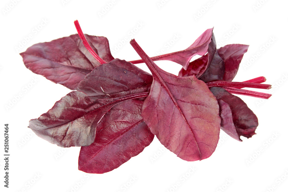 Fresh young chard red leaves isolated on white background Fresh young chard red leaves isolated on white background