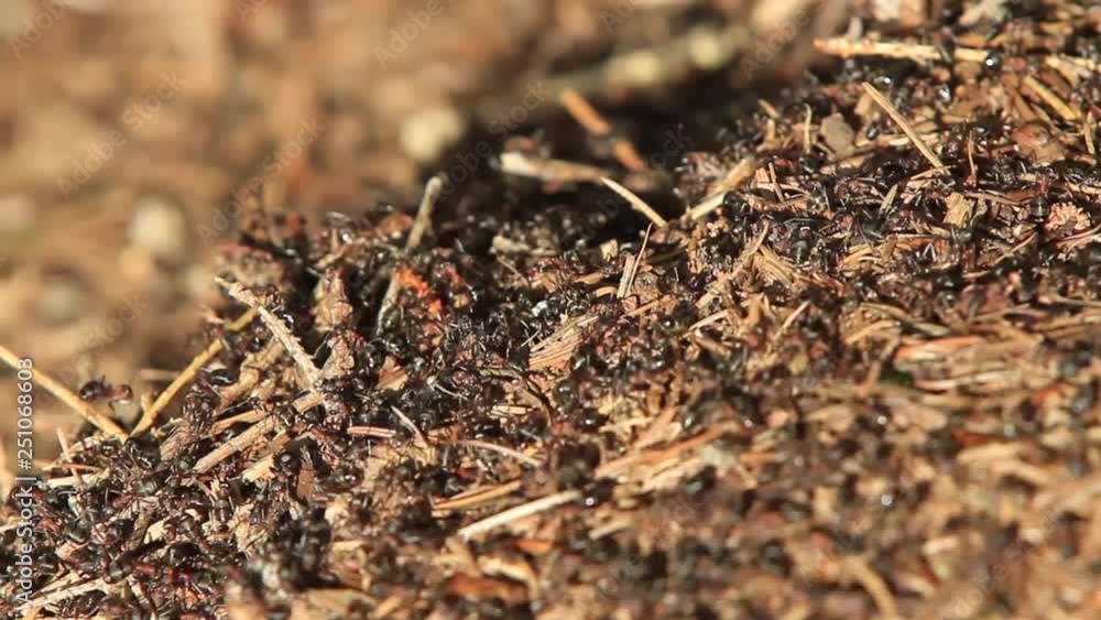 ants running back and forth ants running back and forth
