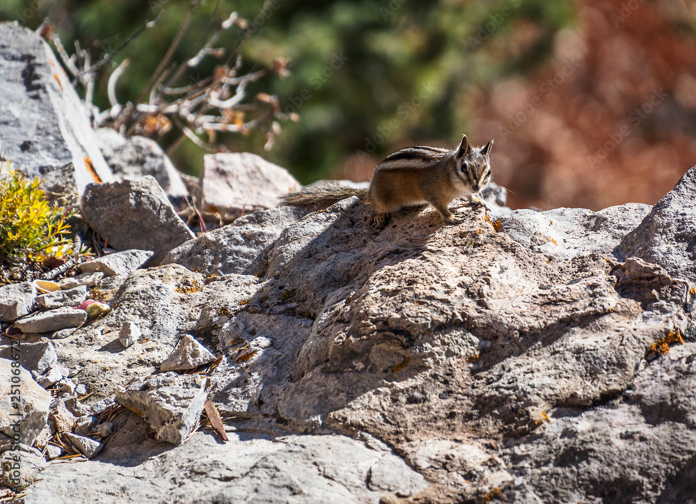 Obraz premium Chipmunk on rocks