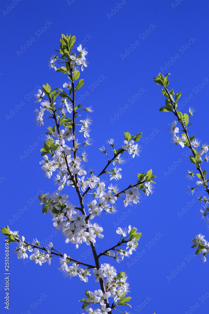 Flowers on the tree branches. Blue sky. Sunny day Flowers on the tree branches. Blue sky. Sunny day